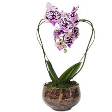 Orquídea Coração Lilás no Bowl de Vidro