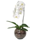 Arranjo de Orquídea Branca no Bowl de Vidro