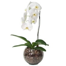 Arranjo de Orquídea Branca no Bowl de Vidro