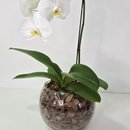 Arranjo de Orquídea Branca no Bowl de Vidro