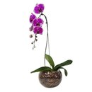 Arranjo de Orquídea Roxa no Bowl de Vidro
