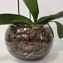 Arranjo de Orquídea Roxa no Bowl de Vidro
