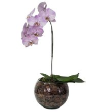 Arranjo de Orquídea Lilás no Bowl de Vidro