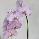 Arranjo de Orquídea Lilás no Bowl de Vidro