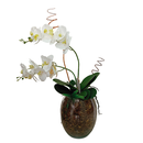 Vaso de Orquídeas Brancas no Vidro