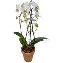 Orquídea Phalaenopsis Cascata no Vaso Cerâmico