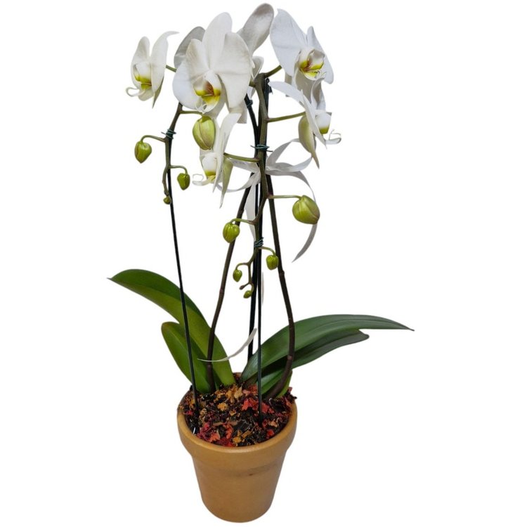 Orquídea Phalaenopsis Cascata no Vaso Cerâmico