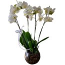 Arranjo de Orquideas Eternità
