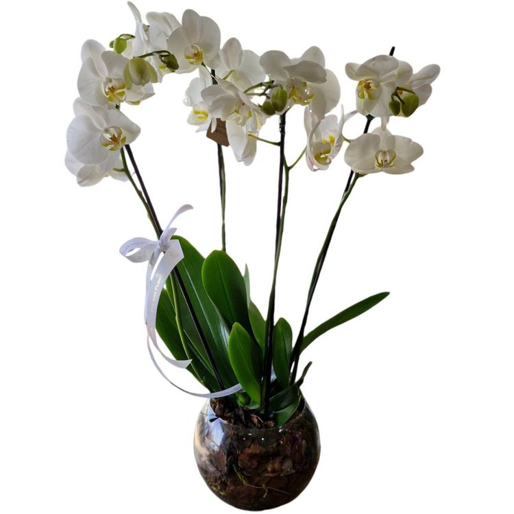 Arranjo de Orquideas Eternità