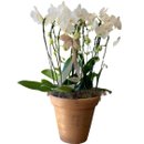 Perfecctum Orquídeas Brancas