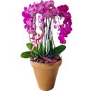 Perfecctum Pink Orquídea