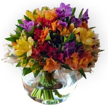 Good Times Buquê Astromélias