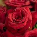 buquê com 12 rosas colombianas 