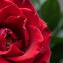 Buquê Rosas Vermelhas com Ferrero Rocher e Urso 