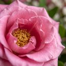 Surpreenda com Buquê com 08 Rosas Cor de Rosa