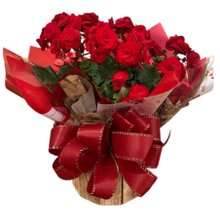 Begônia Vermelha Para Encantar