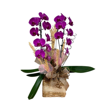 Surpreenda com Orquídea Roxa