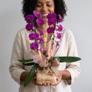 Surpreenda com Orquídea Roxa