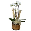 Orquídea Essência Pura