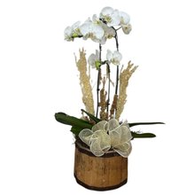 Orquídea Essência Pura