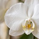 Orquídea Essência Pura