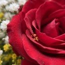 Cesta Pequena com Caneca e Rosas