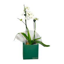 Orquídea Encanto Mini