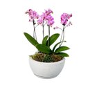 Jardim De Orquídeas Baby 