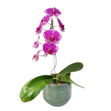 Raiz Nobre, Orquídea no Vaso Cerâmico