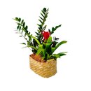 Duo Tropical