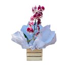 Orquídea Cascata