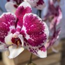 Orquídea Cascata