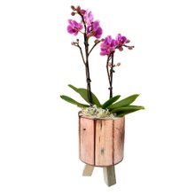 Mini Orquídea em Madeira