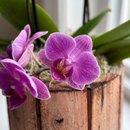 Mini Orquídea em Madeira
