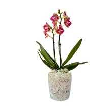 Mini Orquídea em Vidro