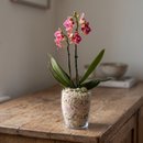 Mini Orquídea em Vidro