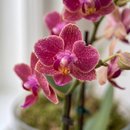 Mini Orquídea em Vidro