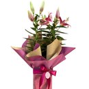 Lírio Plantado Rosa
