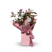 Roseira & Ferrero Rocher 4un