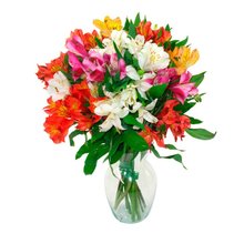  Astromélias Coloridas