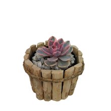 Arranjo de Suculentas no cachepot de madeira