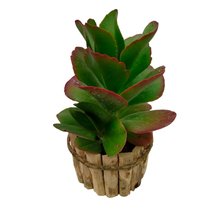 Arranjo com Suculenta 