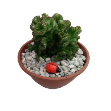 Arranjo de Cacto Cristata