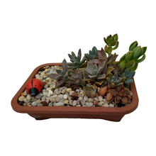 Jardim de suculentas variadas com Joaninha