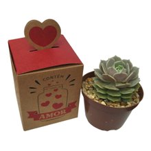 Surpresa com Suculenta