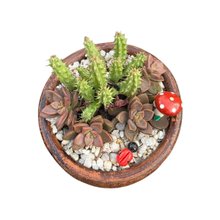 Presente com Suculentas