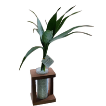 Bambu da Sorte 3 hastes