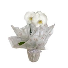 Vaso de Orquídea Phalaenopsis Branca