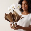 Vaso de Orquídea Phalaenopsis Branca