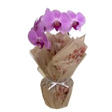 Vaso de Orquídea Phalaenopsis Lilás